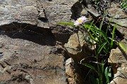 28 Fiore con ragno
